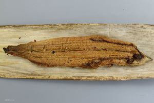 クリックで拡大表示