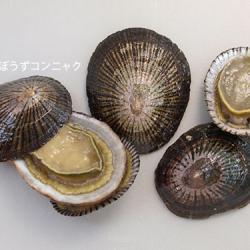 マツバガイ 軟体 市場魚貝類図鑑 マツバガイ 軟体 市場魚貝類図鑑