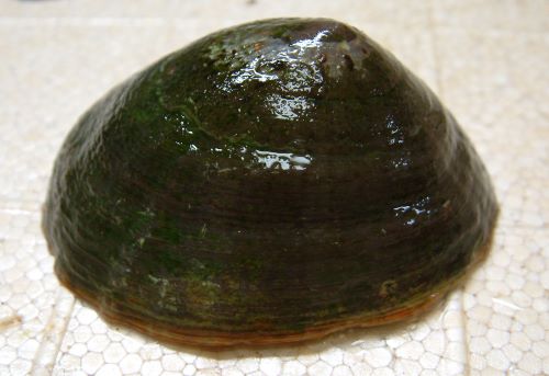 マツバガイ 軟体 市場魚貝類図鑑 マツバガイ 軟体 市場魚貝類図鑑