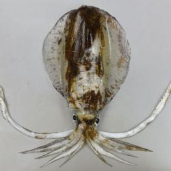 アオリイカ シロアオリイカ 市場魚貝類図鑑