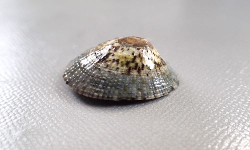 ベッコウガサ 軟体 市場魚貝類図鑑