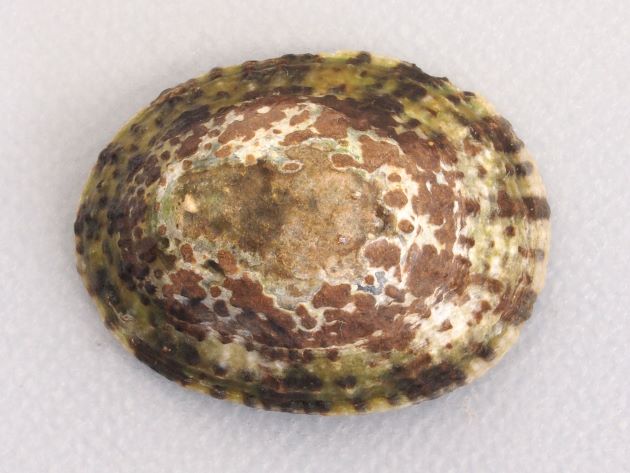 貝殻が高く、殻頂は貝殻の中央付近にある。