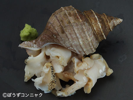ウネエゾボラの刺身