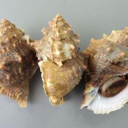 ミヤコボラ 軟体 市場魚貝類図鑑