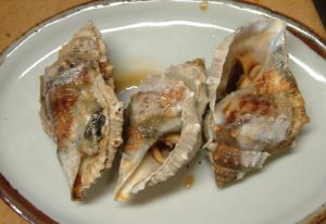 ミヤコボラ 軟体 市場魚貝類図鑑