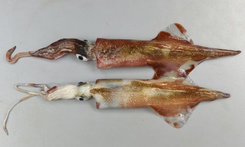 ヤリイカ | 軟体 | 市場魚貝類図鑑