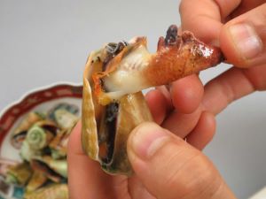 マガキガイ 軟体 市場魚貝類図鑑 マガキガイ 軟体 市場魚貝類図鑑
