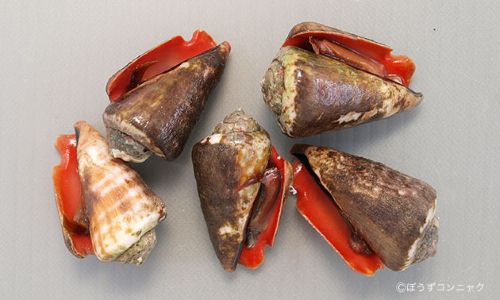 マガキガイ 軟体 市場魚貝類図鑑