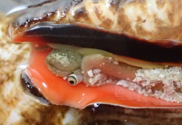 眼と眼柄がとても発達して大きく、これを貝殻から外に伸ばすための外唇の切れ目（Stromboid notch）がある。