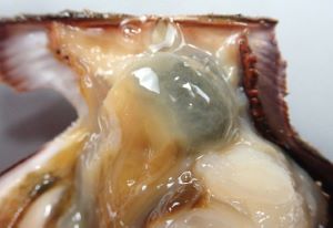 クリックで拡大表示