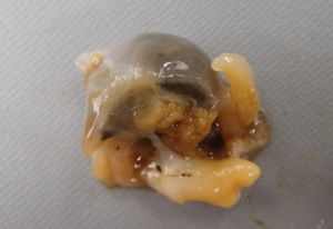 クリックで拡大表示