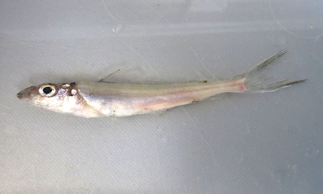 60cm SL 前後になる。鱗は円鱗。背鰭は１。背側は鮮度がよければ黒く腹側は白い。触ると全体に柔らかい。［福島県相馬市原釜　92mm］