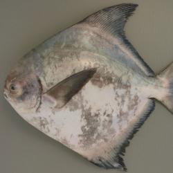 シナマナガツオ 魚類 市場魚貝類図鑑