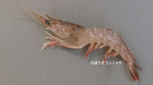 サルエビの形態写真