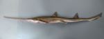 ノコギリザメのサムネイル写真