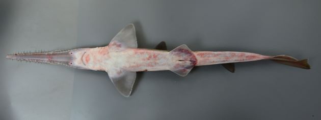 ノコギリザメ 魚類 市場魚貝類図鑑