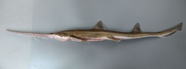 ノコギリザメの形態写真