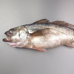 クログチ 魚類 市場魚貝類図鑑 クログチ 魚類 市場魚貝類図鑑