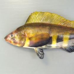 ほっけページ ホッケの特徴 | 釣魚図鑑（特徴・仕掛け・さばき方） | Honda