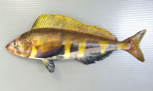 キタノホッケ シマホッケ 市場魚貝類図鑑 キタノホッケ シマホッケ 市場魚貝類図鑑
