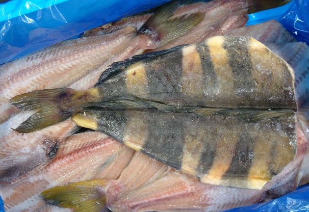 島ホッケ キタノホッケ (シマホッケ) | 市場魚貝類図鑑