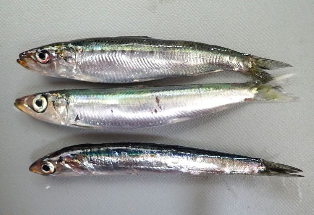 ウルメイワシ | 魚類 | 市場魚貝類図鑑