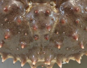 クリックで拡大表示 タラバガニのトゲ