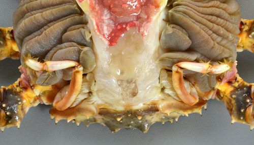 タラバガニ 甲殻 市場魚貝類図鑑