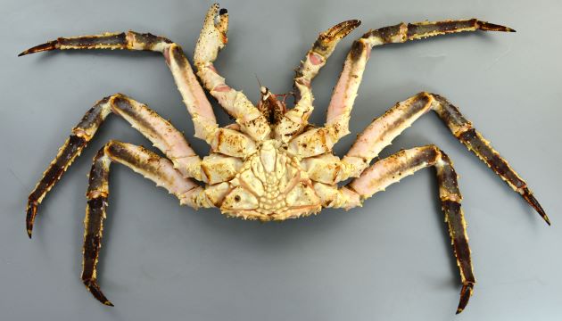 甲幅25cmほどになる。脚はかん脚も含めて外見上は8本。実は10本で1対の小さな脚が甲羅の下に隠れている。雄は足が長く太い。雌はやや足が短い。全体をトゲが覆っている。ふんどしは雄は三角形で雌は丸い。
