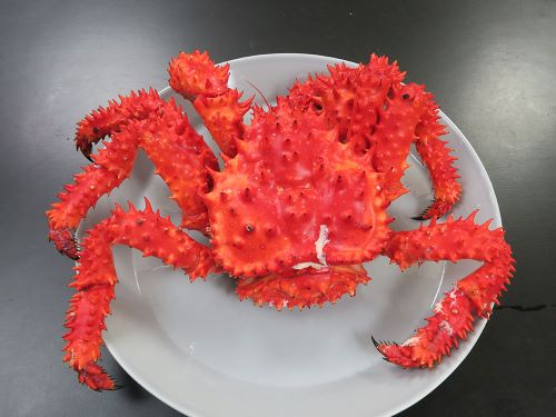 クリックで拡大表示 ハナサキガニの塩ゆで