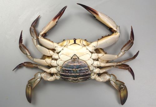 タイワンガザミ (アオガニ) | 市場魚貝類図鑑 タイワンガザミ (アオガニ) | 市場魚貝類図鑑