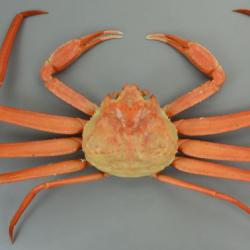 ベニズワイガニ ベニガニ 市場魚貝類図鑑 ベニズワイガニ ベニガニ 市場魚貝類図鑑