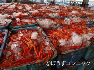 茹で上げたベニズワイガニ