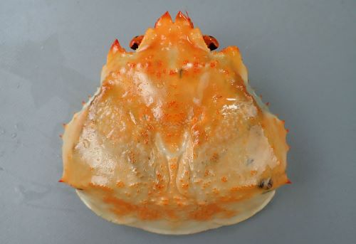 ベニズワイガニ (ベニガニ) | 市場魚貝類図鑑