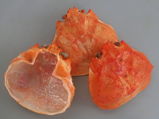 ベニズワイガニの甲羅