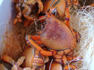 クリックで拡大表示