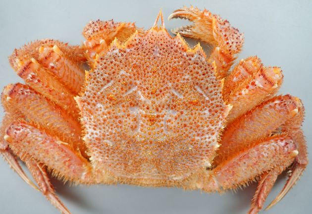 カニ　貝　甲殻類　標本　イガグリガニ　特大 igagurigani.jpg