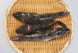 クリックで拡大表示