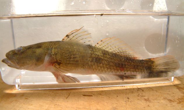 ウロハゼ クロハゼ 市場魚貝類図鑑 ウロハゼ クロハゼ 市場魚貝類図鑑