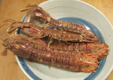 シャコ 甲殻 市場魚貝類図鑑