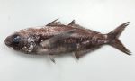 オキメダイのサムネイル写真