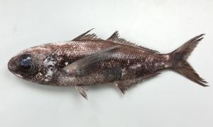 オキメダイ