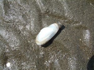 クリックで拡大表示