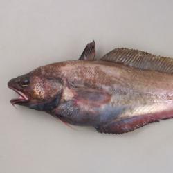 エゾイソアイナメ ドンコ 市場魚貝類図鑑