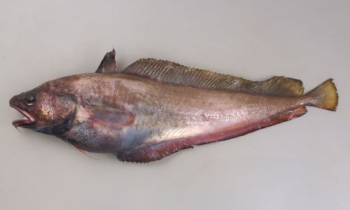 エゾイソアイナメ ドンコ 市場魚貝類図鑑