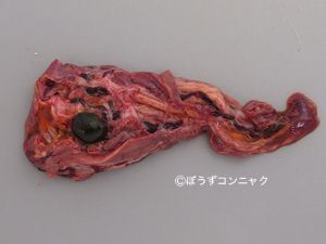 クリックで拡大表示