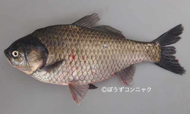 ゲンゴロウブナの形態写真