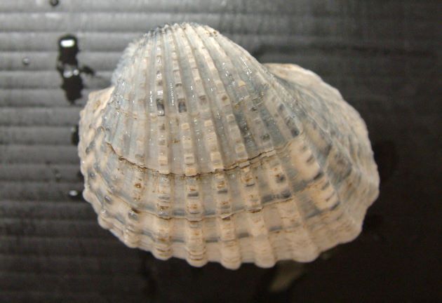63mm SL 前後。貝殻は非常に厚く膨らみが強い。結節をそなえた20本前後の肋があり、肋間は肋よりも幅が広い。結節が目立つ。［東京湾化石］