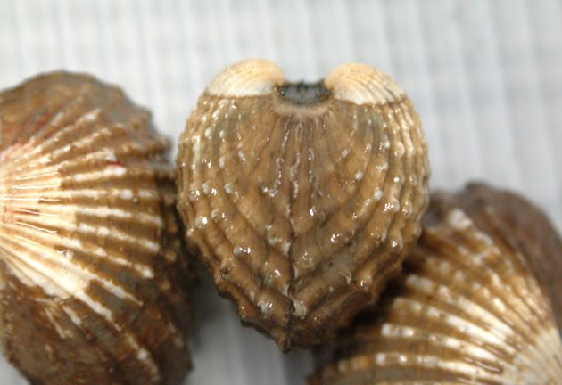 63mm SL 前後。貝殻は非常に厚く膨らみが強い。結節をそなえた20本前後の肋があり、肋間は肋よりも幅が広い。結節が目立つ。