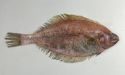 ミギガレイのサムネイル写真